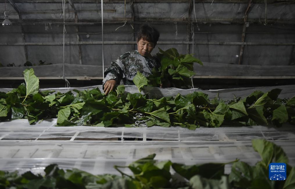 大哥大游戏城